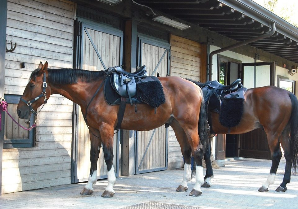 Customize Golf Carts for Stables and Horse Owners